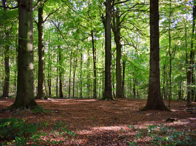 置賜の森で採れた木の家