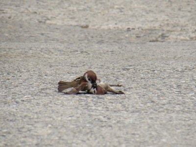 春感じて～じゃれ合うスズメさん・・・愛？