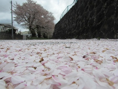 花びらの桜道