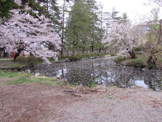 さくら満開の上杉神社一週間後にたまたま来た～