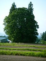 トトロに会いに行こう トトロに会いに行こう